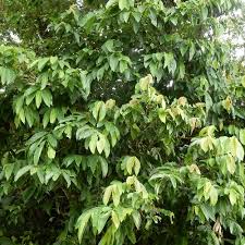 Image result for Bridelia