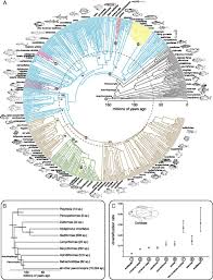 150 Million Years Of Fish Evolution In One Handy Figure Infographic Urban Nature Science And Nature