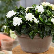 Image result for Gardenia