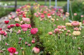 How to grow ranunculus often referred to as the rose of the spring, ranunculus is one of the most popular cut flowers we grow. How We Plant Ranunculus And Anemone Flourish Flower Farm