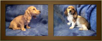 736 x 654 jpeg 101 кб. Miniature Dachshund Puppies For Sale Dapple Doxie