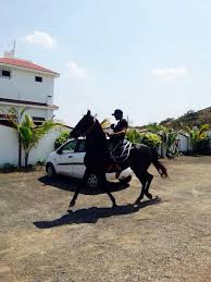 Cricketer ravindra jadeja spent time with his horses at. Ravindrasinh Jadeja On Twitter Riding Dhanraj At My Farmhouse Http T Co Wd3ukt2ahz