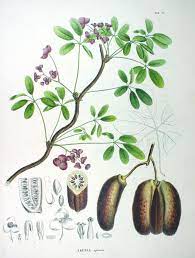 アケビ - Wikipedia