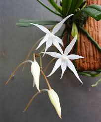 Image result for Aerangis kirkii