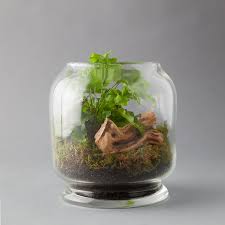 Footed Jar Terrarium Terrain In 2020 Terrarium Household Plants Indoor Flowers