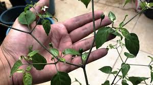 La Floracion Del Chile Chiltepin Huerto Urbano Villarreal Youtube