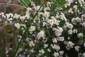 Hand selected, top quality shrubs. Prickly Cryptandra A Shrub That S Rare Here The Courier Ballarat Vic