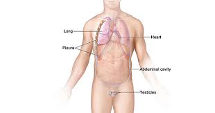 Your stomach is located on the left side of your body in your upper abdominal cavity. Malignant Mesothelioma Patient Version National Cancer Institute