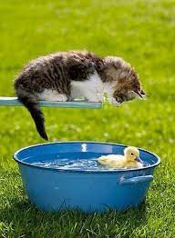 was schwimmt da unter mir lustige haustiere susse tiere haustiere