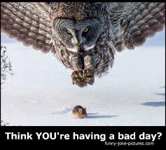 Bad Day Owl Mouse Meme Silly Bunt
