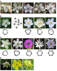 It is based on intelligent scissors 10, which find the path between two points that minimizes a cost function dependant on image gradients. Developmental Stochasticity And Variation In Floral Phyllotaxis Springerlink