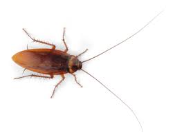 Knowing the signs of termites and the way their colonies begin will facilitate keep your home safe from these nearly invisible bugs. Brown Banded Cockroach Allied Termite And Pest Control