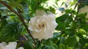 This easy to grow compact evergreen shrub is one of the best fragrant indoor plants for offices and homes alike! 15 Best Smelling Indoor Plants For A Divinely Fragrant Home Smart Garden Guide