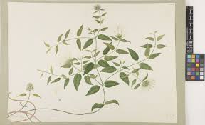 Image result for Jasminum breviflorum