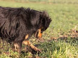 Calmly fill in the hole while ignoring your dog. How To Stop Dog Digging Behavior In Your Australian Shepherd
