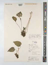 Image result for Cincinnobotrys