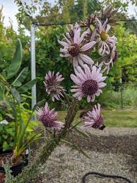 Image result for Berkheya speciosa