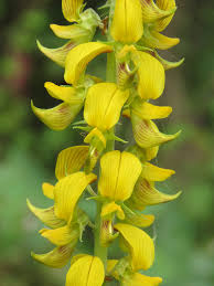 Image result for Crotalaria eremicola
