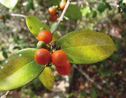 Image result for Strychnos henningsii