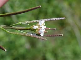 Image result for Cardamine