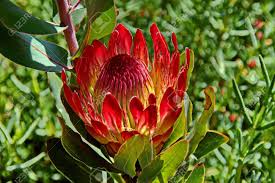 Cutflower, flower, fynbos, garden, king protea, national flower, naturephotography, protea cynaroides, south africa, western cape. Protea Flowers South African Flowering Plants Sugarbushes Stock Photo Picture And Royalty Free Image Image 64620220