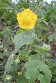 Image result for Pavonia burchellii