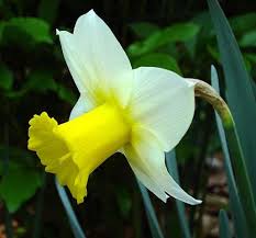 December Born Flower Narcissus Self Love And Vanity The Flower Name Derives From Greek Mythology And The Tale Of Avec Images Peinture Fleurs Fleurs Blanches Fleurs