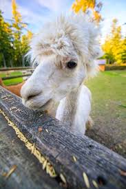 Testo della canzone down on the farm di camel: Camel Hair Imagenes Y Fotos 123rf