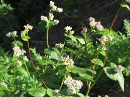 Image result for Fagopyrum