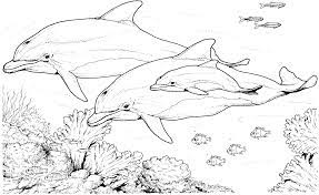 Keep your kids busy doing something fun and creative by printing out free coloring pages. Coloring Pages For Adults Dolphins Coloring Home