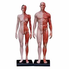 See more ideas about anatomy reference, anatomy, arm anatomy. Art Human Body Model Teaching Drawing Cg Design Art Sculpture Muscle Structure Skeletal Anatomy Reference Model Educational Equipment Aliexpress