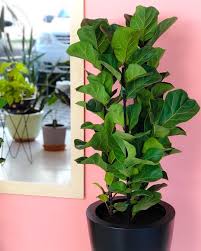 Ficus Lyrata Indoor Plants Ficus Lyrata Plants