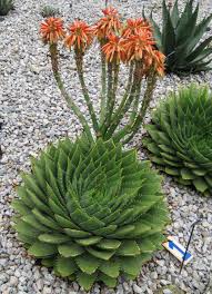 Image result for Aloe pienaarii