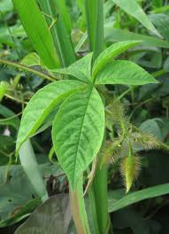 Image result for Merremia aegyptia