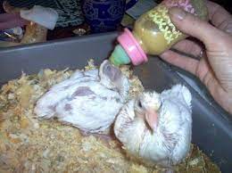 Baby Bottle Method Baby Pigeon Pigeon Homing Pigeons