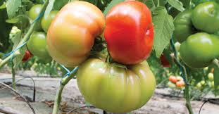 The tomato is the edible berry of the plant solanum lycopersicum, commonly known as a tomato plant. Perioada Pentru Programul De Tomate A Fost Prelungita