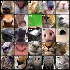 Googles Billedresultat For Http I56 Tinypic Com Wvzqmq Jpg Animal Noses Animal Adaptations Zoo Activities