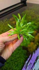 Image result for Eriocaulon truncatum