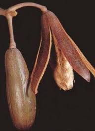 Image result for Entandrophragma caudatum