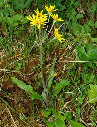 Image result for Gutenbergia polycephala