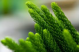 Check spelling or type a new query. How To Grow Norfolk Island Pine Trees Gardener S Path