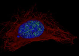 Check spelling or type a new query. The Human Cell In Nucleoplasm The Human Protein Atlas
