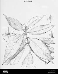 Image result for Ouratea