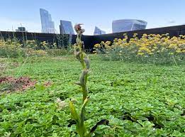 Tile leaks can be identified by staining on the fascia, visible rotten fascia, or visible rotten plywood from inside the attic. Orchid Thought To Be Extinct In Uk Discovered On Rooftop Of London Bank The Independent