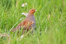 Rebhuhn Perdix Perdix Perdrix Grise Perdrix