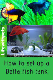 How To Set Up A Betta Fish Tank Basic Planted Betta Tank 2020 In 2020 Betta Fish Tank Betta Tank Planted Betta Tank