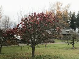 This fungal pathogen can damage leaves to the extent that infected trees will die if left untreated. Saw An Apple Tree With No Leaves But Plenty Of Apples Mildlyinteresting