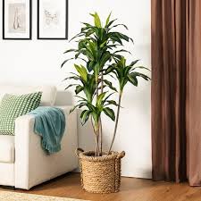 Image result for Dracaena fragrans