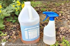 You will see the result with your own eyes after you apply it on the affected plant foliage. Natural Garden Pest Control Remedies And Recipes Get Busy Gardening
