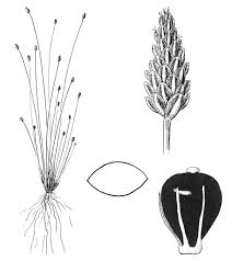 Image result for Eleocharis atropurpurea